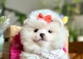 Pomeranian Boo Ayı Surat Yavrularımız